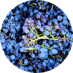 Grenache roussillon biodynamie