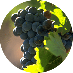 Mourvèdre bio roussillon