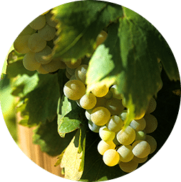 Muscat Petit Grain bio roussillon