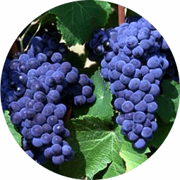 Cabernet bio