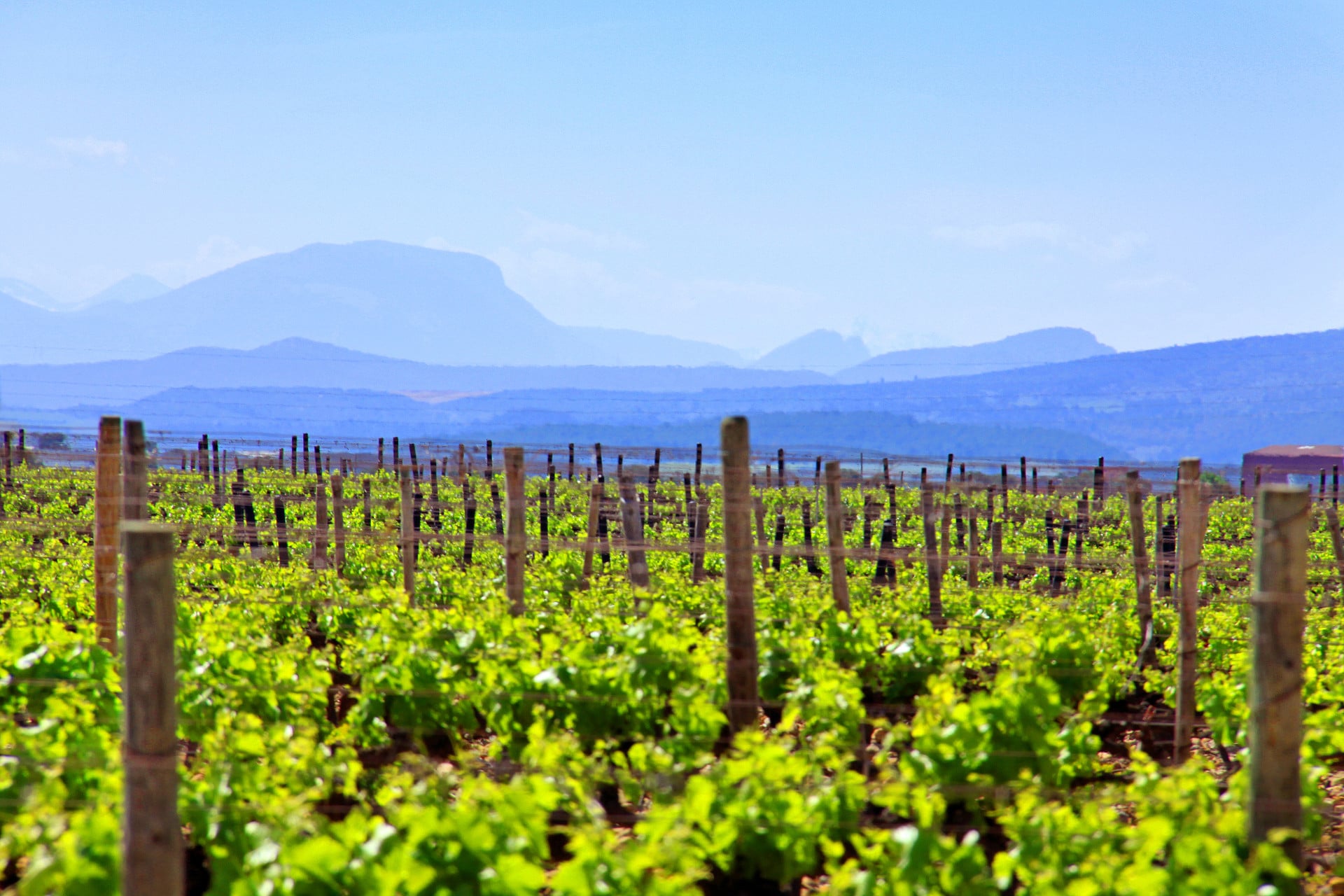 domaine-cazes-vignoble-bio biodynamie