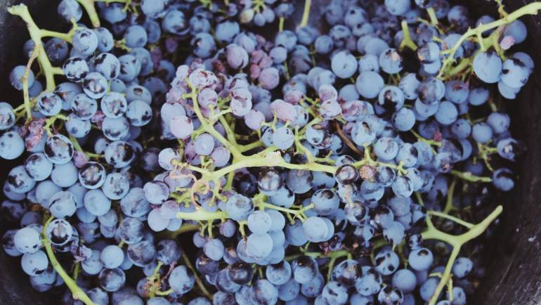 Histoire de vendanges – saison 2017