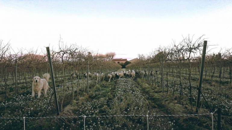 Le retour des moutons dans le vignoble Cazes