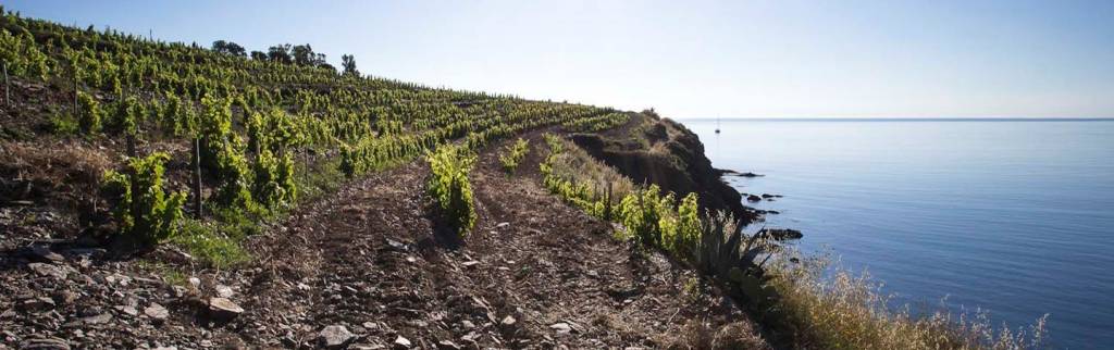 randonnée sentier paulilles vignoble