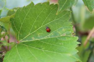 biodiversité