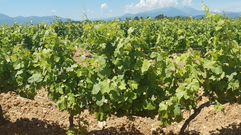 NOUVEAU : DOMAINE DU GRAND CHÊNE